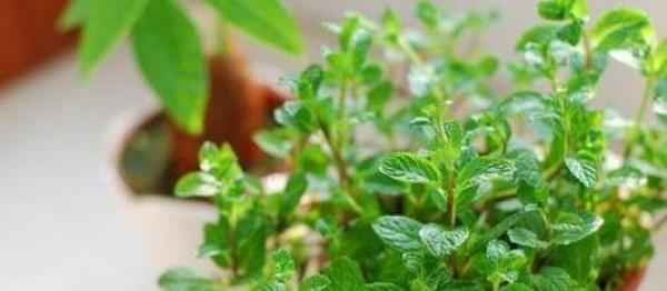 What are the recipes and effects of mint herbal tea?