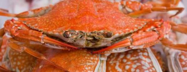 How long does it take to steam crabs before they can be eaten? Recommended methods for steaming crabs