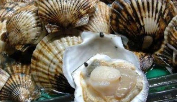 The difference between oysters and scallops can be distinguished from these three points