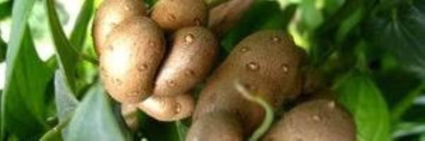 What are the benefits of eating yam beans? Nutrition and efficacy of yam beans�