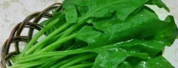 What are the benefits of eating spinach? The efficacy and nutritional value of spinach�
