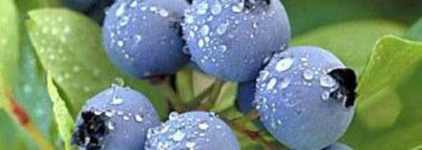 What are the benefits of eating blueberries? How to eat blueberries? The efficacy and role of blueberries�