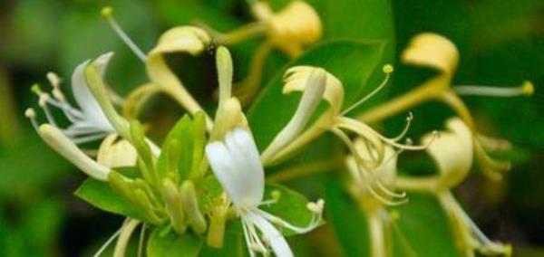 What are the benefits of eating honeysuckle? The efficacy and role of honeysuckle�