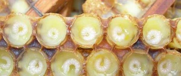 Royal jelly composition: chemical composition of royal jelly and chemical composition of traditional Chinese medicine�