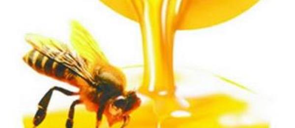 What are the benefits of eating propolis? The role and efficacy of propolis�