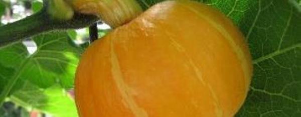 What are the benefits of eating pumpkin? Nutritional value of pumpkin�