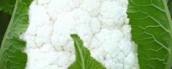 What are the benefits of eating cauliflower? The nutritional value and efficacy of cauliflower�