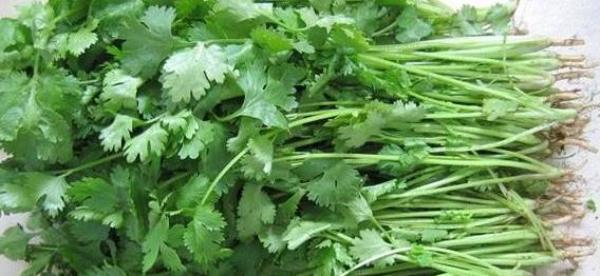 Nutritional value of coriander-efficacy and action of coriander�