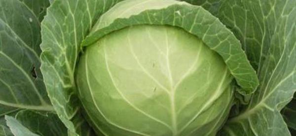 What are the benefits of eating cabbage regularly? The efficacy and role of cabbage�