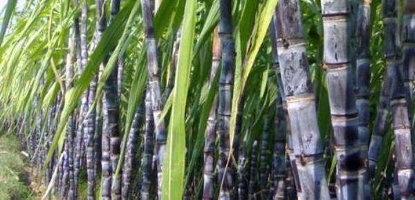 Nutritional value of sugarcane-efficacy and role of sugarcane�