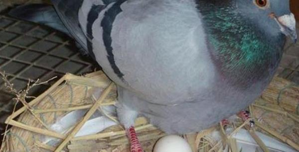 Nutritional value of pigeon eggs-Benefits of eating pigeon eggs�