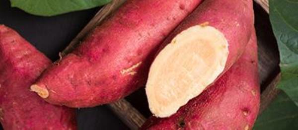 The efficacy and role of sweet potato taboos�