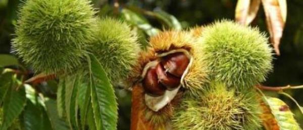 How to Preserve the Chestnuts Just Picked�