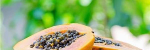 Is papaya more effective in enlarging breasts or green papaya?