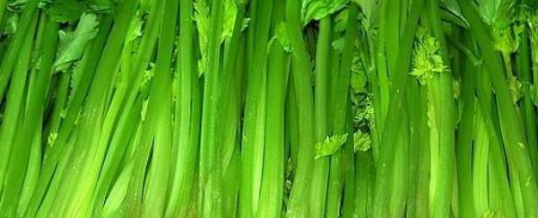 Celery can calm the liver and lower blood pressure. Check out the five nutritional benefits of celery.