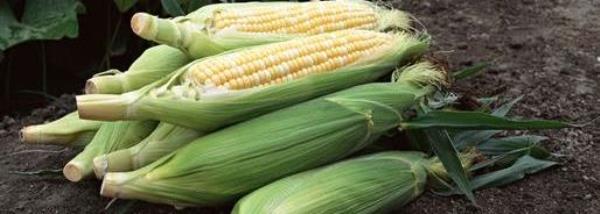 Corn nutrition and benefits