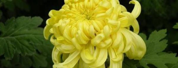 What are the functions of different chrysanthemums? Use chrysanthemum to reduce fire