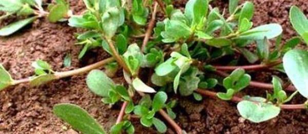 Is purslane amaranth? Take stock of the differences between the two