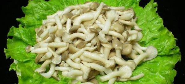Nutritional value of shimeji mushrooms-how to make shimeji mushrooms