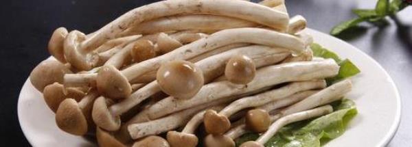 A complete list of recipes for king oyster mushrooms. Nutrition of king oyster mushrooms.