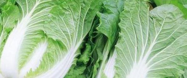 Tips for cooking Chinese cabbage at home