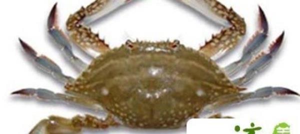 The efficacy and function of flying crabs