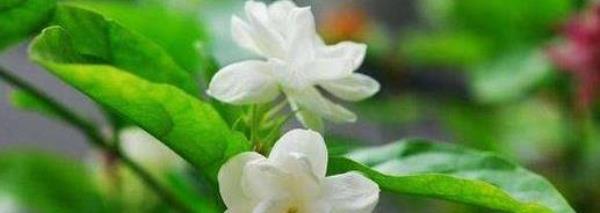 How to eat jasmine? Jasmine can clear away heat and detoxify