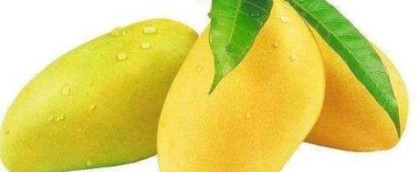 What are the benefits of eating mangoes for pregnant women?