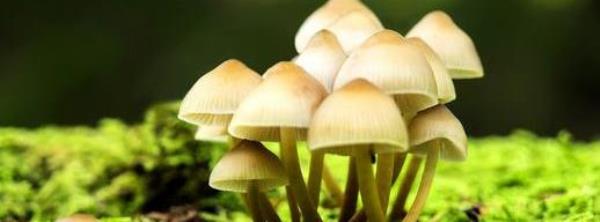 Benefits of Mushrooms How to Make Mushrooms