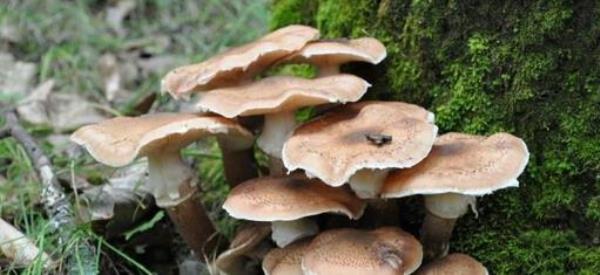 The efficacy and function of hazelnut mushrooms-How to make hazelnut mushrooms
